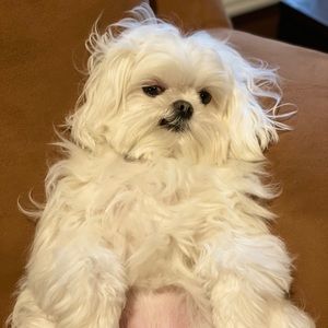 Meet your Posher, Tom